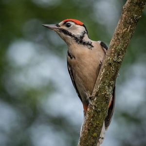 Redwell   15 06 2020   D500   Les 41.jpg